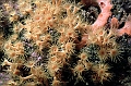44 Parazoanthus axinellae